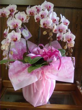 父の日は６月１８日・・｜「フローリストはなしん」　（愛知県一宮市の花キューピット加盟店 花屋）のブログ