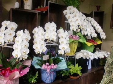 お店にある胡蝶蘭の一部ご紹介｜「フローリストはなしん」　（愛知県一宮市の花キューピット加盟店 花屋）のブログ