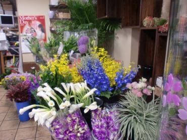 母の日は５月１４日(日)今が買い時・・各種鉢物・切り花カーネーションなどぞくぞく入荷中・・｜「フローリストはなしん」　（愛知県一宮市の花キューピット加盟店 花屋）のブログ