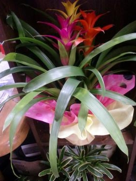 お中元の花鉢の御紹介　　たまにはお花はいいものですよ・・｜「フローリストはなしん」　（愛知県一宮市の花キューピット加盟店 花屋）のブログ