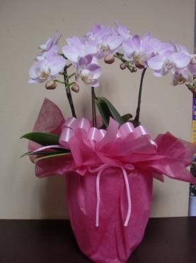 敬老の日は９月20日(月)お花プレゼントしてはいかがでしょう。｜「フローリストはなしん」　（愛知県一宮市の花キューピット加盟店 花屋）のブログ