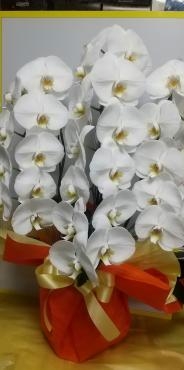 胡蝶蘭のお知らせ…各種ご用意させていただきます。なるべく早めのご注文お願いします。開店祝い・誕生日・新築祝いなど各種予約承りますわります・・・｜「フローリストはなしん」　（愛知県一宮市の花キューピット加盟店 花屋）のブログ