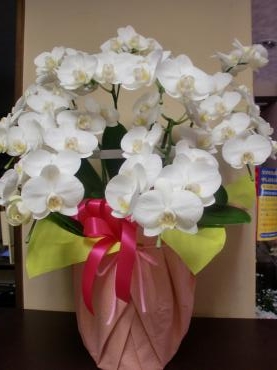 ２０２2年今年もよろしくお願いいたします。｜「フローリストはなしん」　（愛知県一宮市の花キューピット加盟店 花屋）のブログ