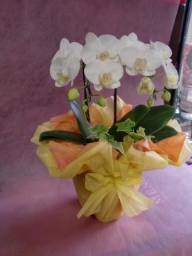 今年は母の日五月８日(日)予約受付中｜「フローリストはなしん」　（愛知県一宮市の花キューピット加盟店 花屋）のブログ