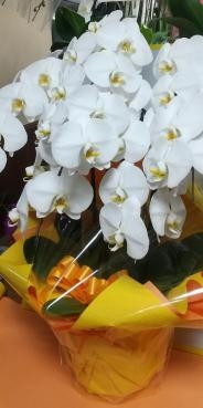お中元にお花贈りましょう（　＾ω＾）・・・｜「フローリストはなしん」　（愛知県一宮市の花キューピット加盟店 花屋）のブログ